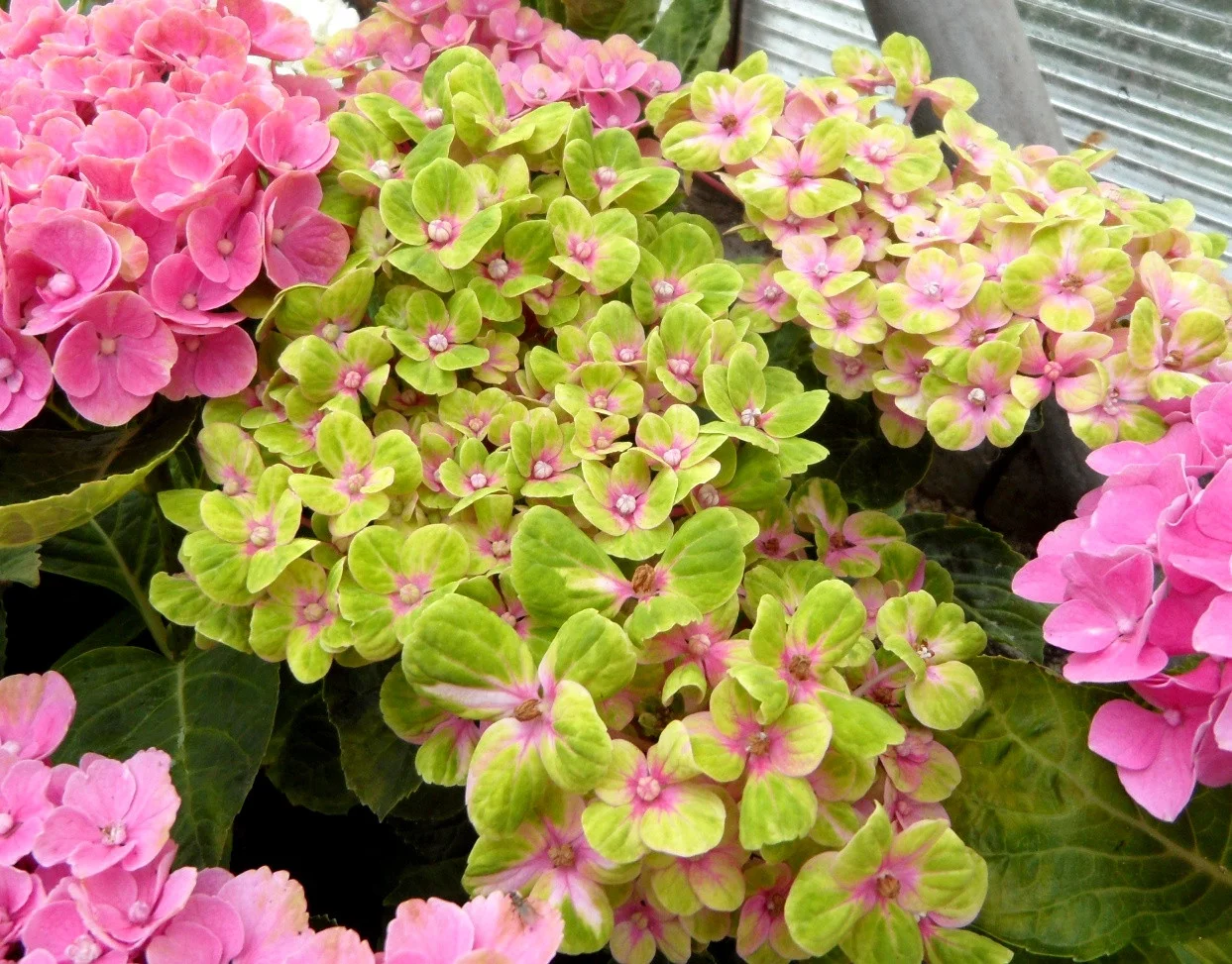 Гортензия крупнолистная Xian Гортензия крупнолистная Xian