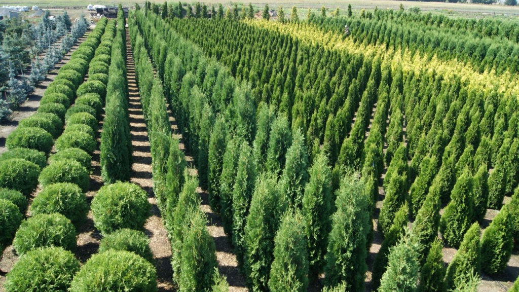 preview_np967.jpg preview_np967.jpg