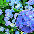 Гортензия крупнолистовая Блау Цверг Гортензия крупнолистовая Блау Цверг