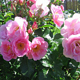 Роза Парковая Pink robusta