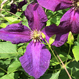 Клематис крупноцветковый Жакмани