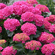 Гортензия крупнолистовая Дойчланд Гортензия крупнолистовая Дойчланд