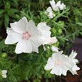 Мальва (Шток-роза) мускусная Alba