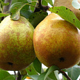 Груша обыкновенная Духмяная