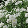 Гипсофила метельчатая Белая