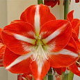 Амариллис простой Старгейзер