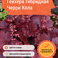 Гейхера гибридная Черри Кола