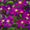 Клематис крупноцветковый Джипси Квин
