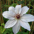 Клематис (Ломонос) гибридный Matka Teresa