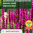 Дербенник (Подбережник) Иволистный Zigeunerblut