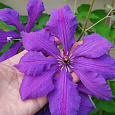 Клематис крупноцветковый Джипси Квин