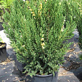 Можжевельник китайский Стрикта Варигата