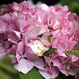 Гортензия крупнолистовая Сабрина