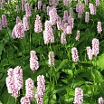 Чистец (Стахис) лекарственный Пинки