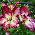 Лилия азиатская махровая Дабл Сенсейшн