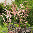 Астильба китайская Chocolate Shogun