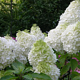 Гортензия метельчатая Гортензия метельчатая