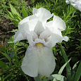 Ирис бородатый Инглиш Коттедж