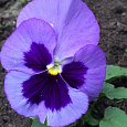 Виола крупноцветковая Инспайер Делюкс Оушен