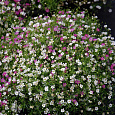 Гипсофила изящная Смесь окрасок