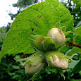 Лещина (Орешник) Nottingham fruhe