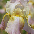 Ирис германский Chantilly