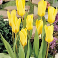 Тюльпан Йеллоу Эмпресс