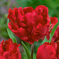 Тюльпан попугайный Эрна Линдгрин Тюльпан попугайный Эрна Линдгрин