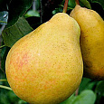 Груша плодовая Аленушка