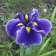 Ирис японский Кристал Хало Ирис японский Кристал Хало