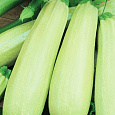 Кабачок Белогор F1
