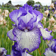 Ирис германский Autumn  Circus
