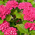 Гортензия крупнолистовая Эрли Пинк