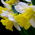 Нарцисс трубчатый Гоблет