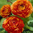 Лютик (Беквичия) Азиатский Orange