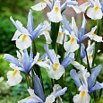 Ирис  Silver Beauty Ирис  Silver Beauty