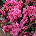 Азалия японская Рококо