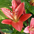 Лилия ЛА-гибрид Кармин Диамонд