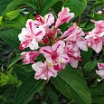 Вейгела цветущая Розеа