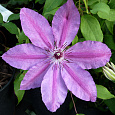 Клематис крупноцветковый Барбара Диблей