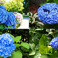 Гортензия крупнолистовая Либертин Блю