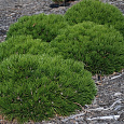 Сосна Гельдрейха (белокорая, боснийская) Шмидта
