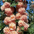 Мальва (Шток-роза) розовая Chater's Double Salmon Pink