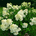 Гортензия метельчатая Сильвер Доллар