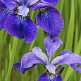 Ирис сибирский Blue Moon Ирис сибирский Blue Moon