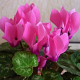 Цикламен персидский Концерто Роуз