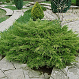 Можжевельник Пфитцериана Compacta