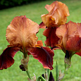 Ирис бородатый Натчез Трейс Ирис бородатый Натчез Трейс