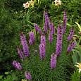 Лиатрис колосковый Флористан Вайолит