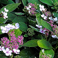 Гортензия крупнолистовая Вариегата Гортензия крупнолистовая Вариегата